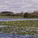 Esteros del Iberá