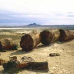 Bosque Petrificado Jaramillo