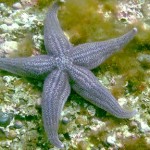 Puerto Madryn - Islas Galapagos (Santuarios Submarinos)