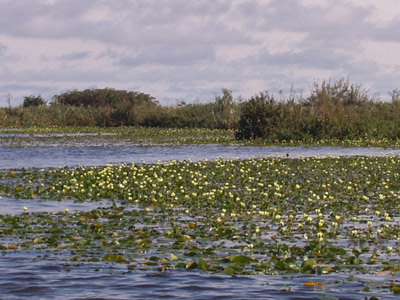 Esteros del Iberá