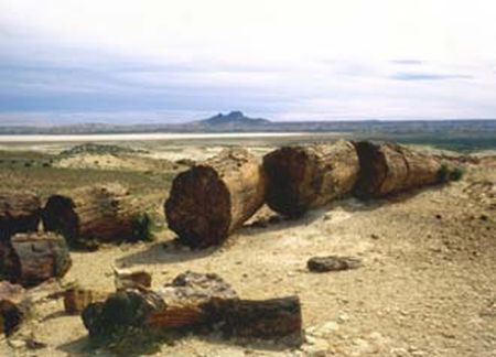 Bosque Petrificado Jaramillo