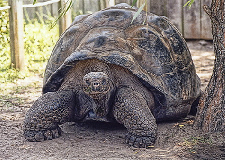 Galápagos