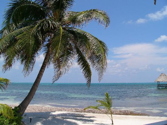 Belice