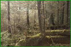 Bosque Nacional Tongass