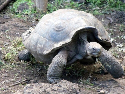 Tortuga gigante de las Islas Galápagos